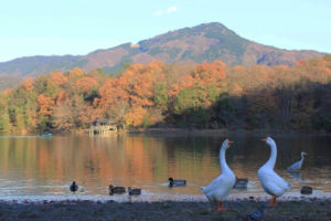 秋の宝が池公園