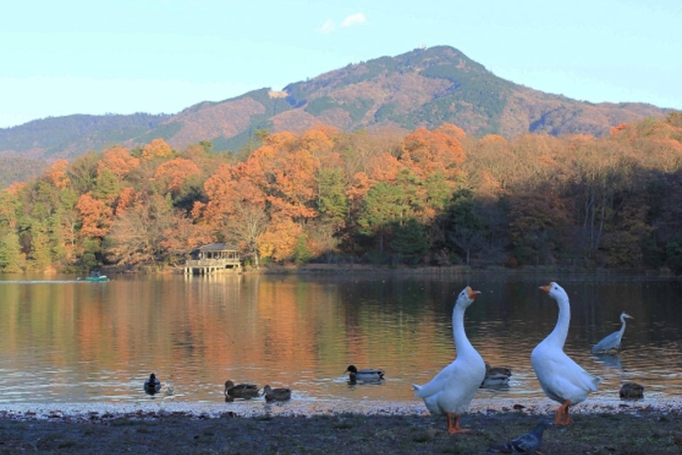 秋の宝が池公園