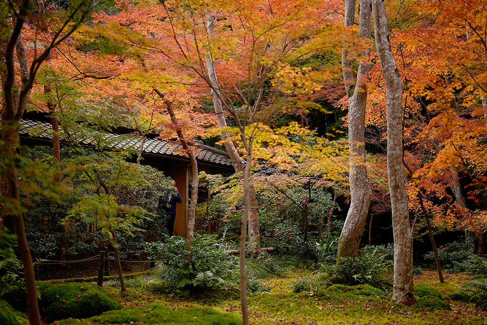 京都の紅葉を見るのなら祇王寺へ 祇王寺は 紅葉だけが魅力ではない寺院 Caedekyoto カエデ京都 紅葉と伝統美を引き継ぐバッグ