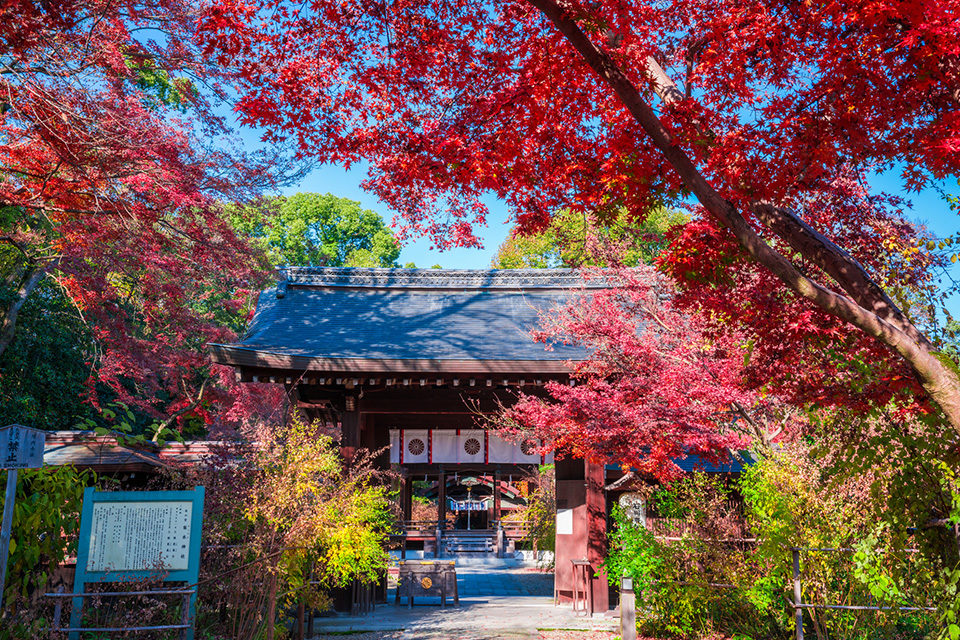 京都の紅葉は京都御所の格式高い建物と一緒に楽しみませんか Caedekyoto カエデ京都 紅葉と伝統美を引き継ぐバッグ