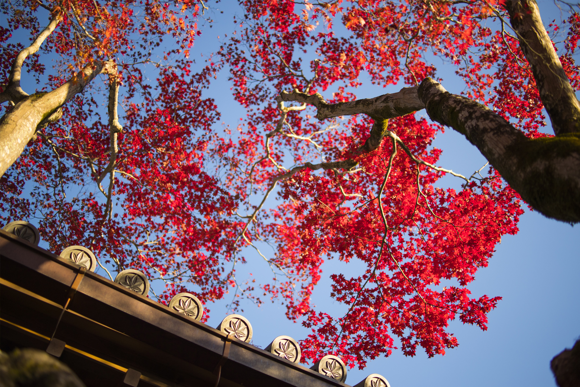 京都の紅葉が最も美しい12月 服装選びを工夫して観光をより楽しむポイントをご紹介します Caedekyoto カエデ京都 紅葉と伝統美を引き継ぐバッグ