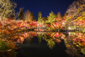 京都紅葉ライトアップ