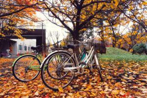 紅葉　自転車