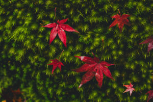 三千院　京都の紅葉