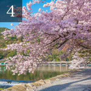 京都 嵐山 桜