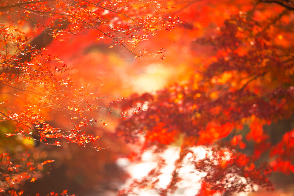 京都瑠璃光院の紅葉の見ごろ