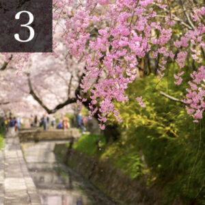 京都　桜　ランキング