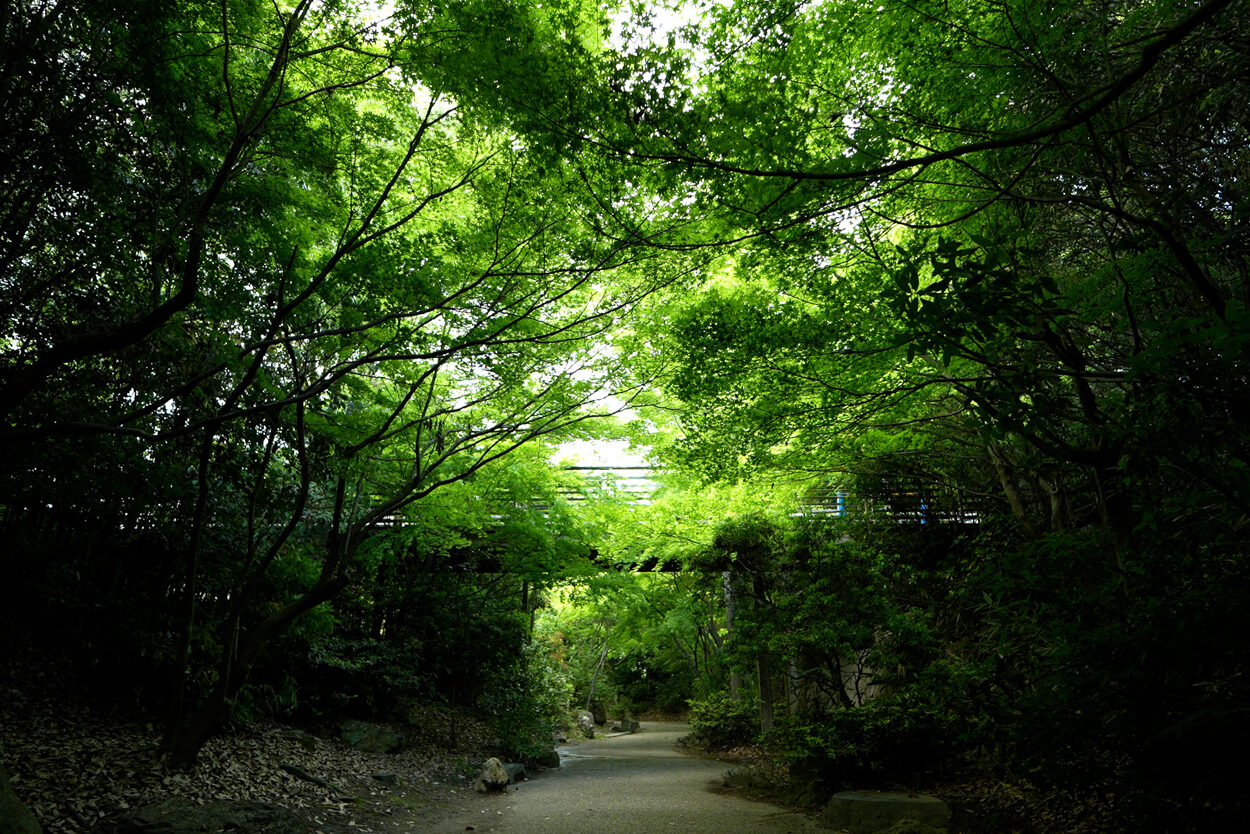 いのちの森　青紅葉のアーチ　梅小路公園　京都　観光名所