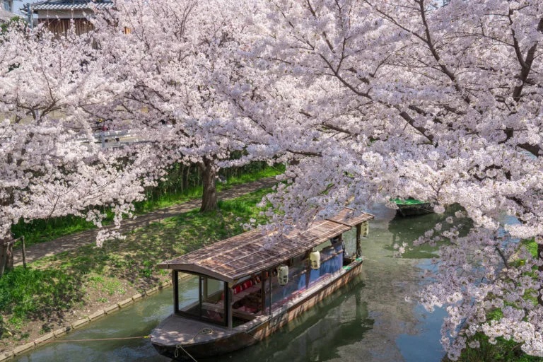 京都 十石舟 桜