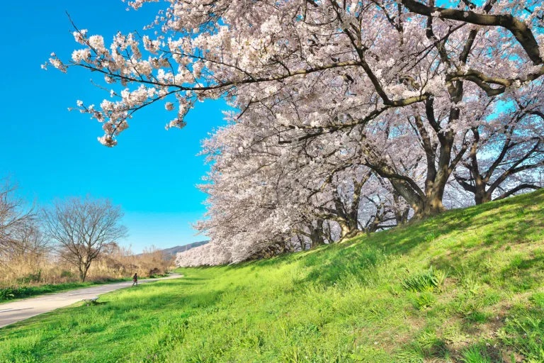 京都 桜 絶景