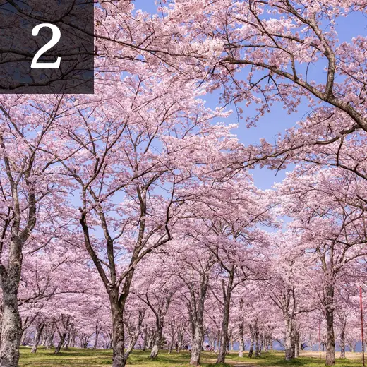 日本の桜の名所が多く集まる京都。2025年の見頃はいつ頃になる？