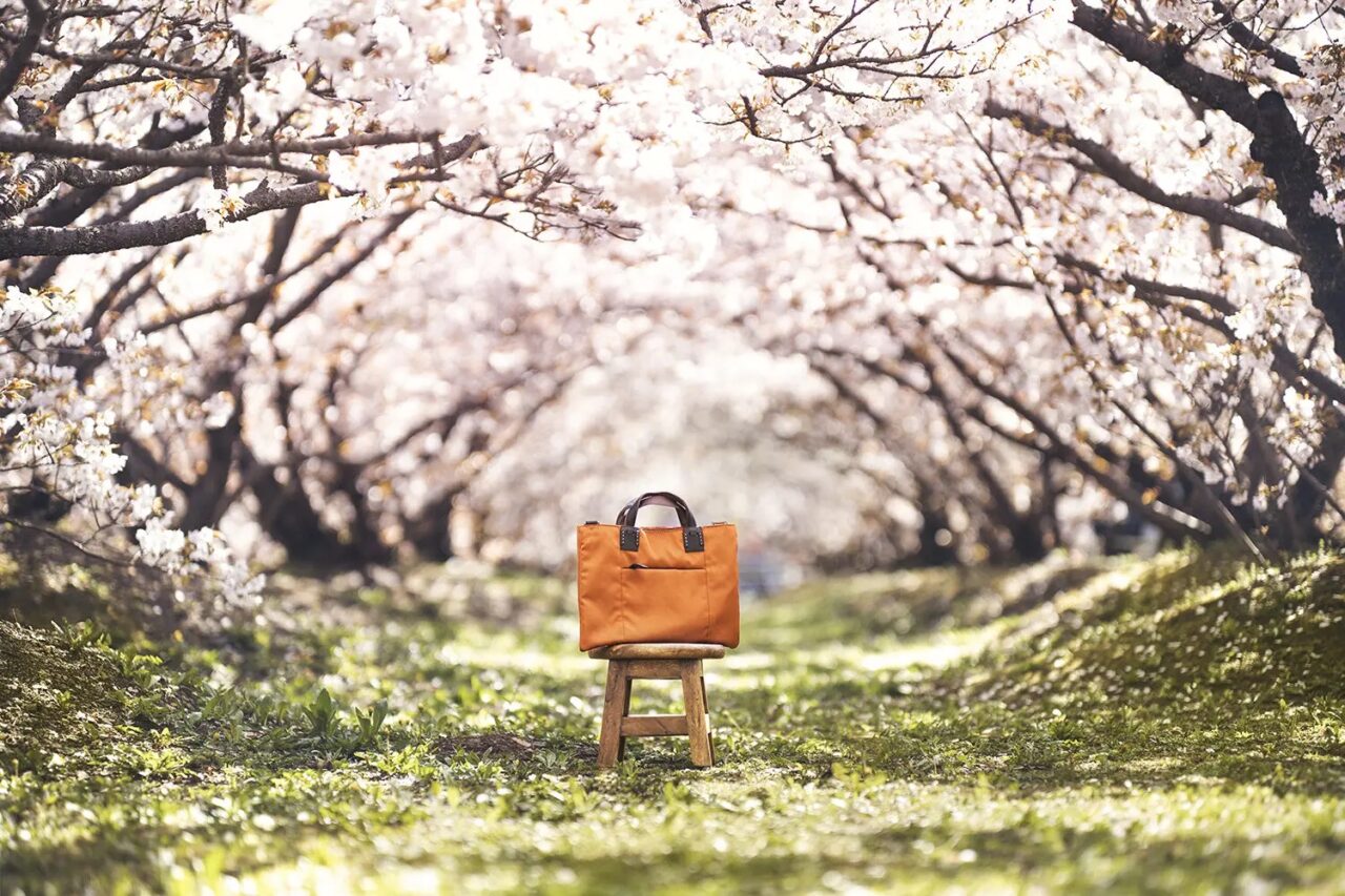 仁和寺の御所桜