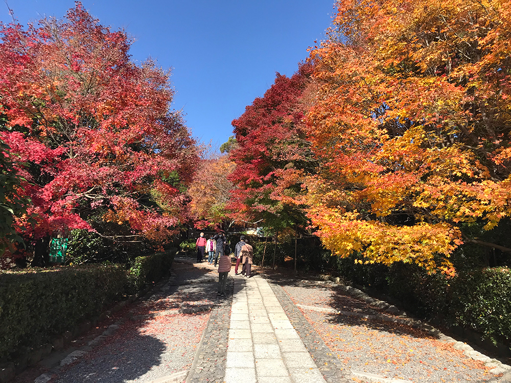 竜安寺 25年12月でも未だ紅葉が彩る竜安寺方丈石庭への参道の写真
