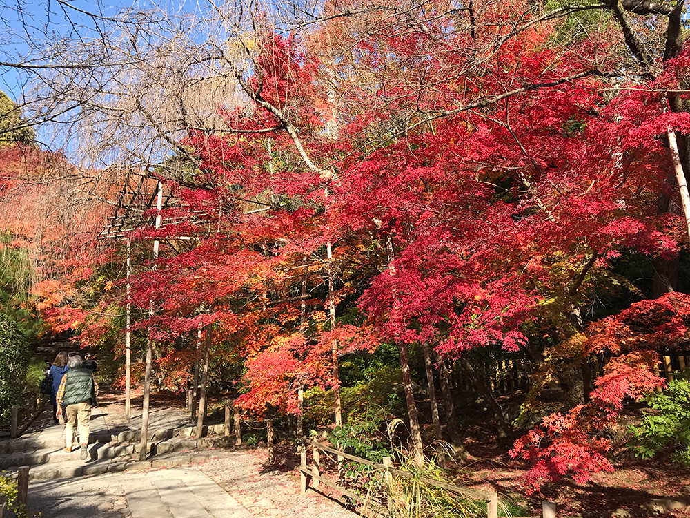 龍安寺 参道で色づく紅葉の棚