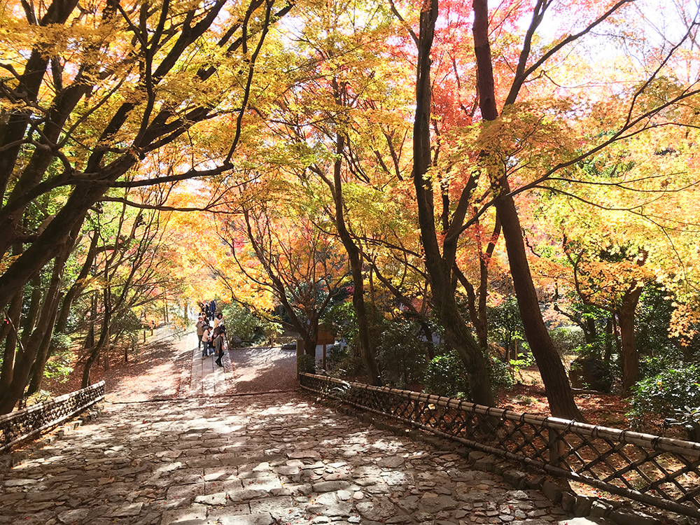 龍安寺 参道の龍安寺垣と紅葉のトンネル