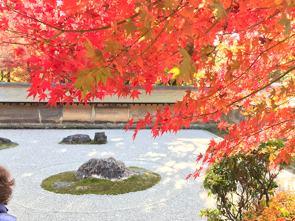 龍安寺 石庭 紅葉越し