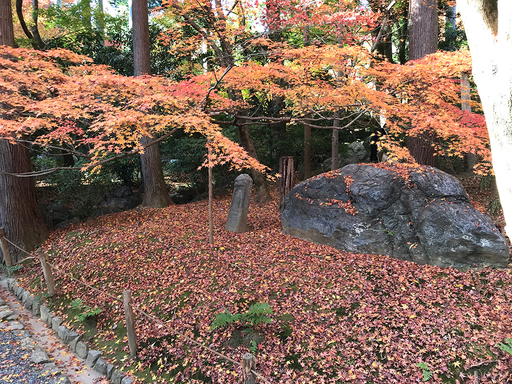 龍安寺 巨石と紅葉、散紅葉の綺麗な写真