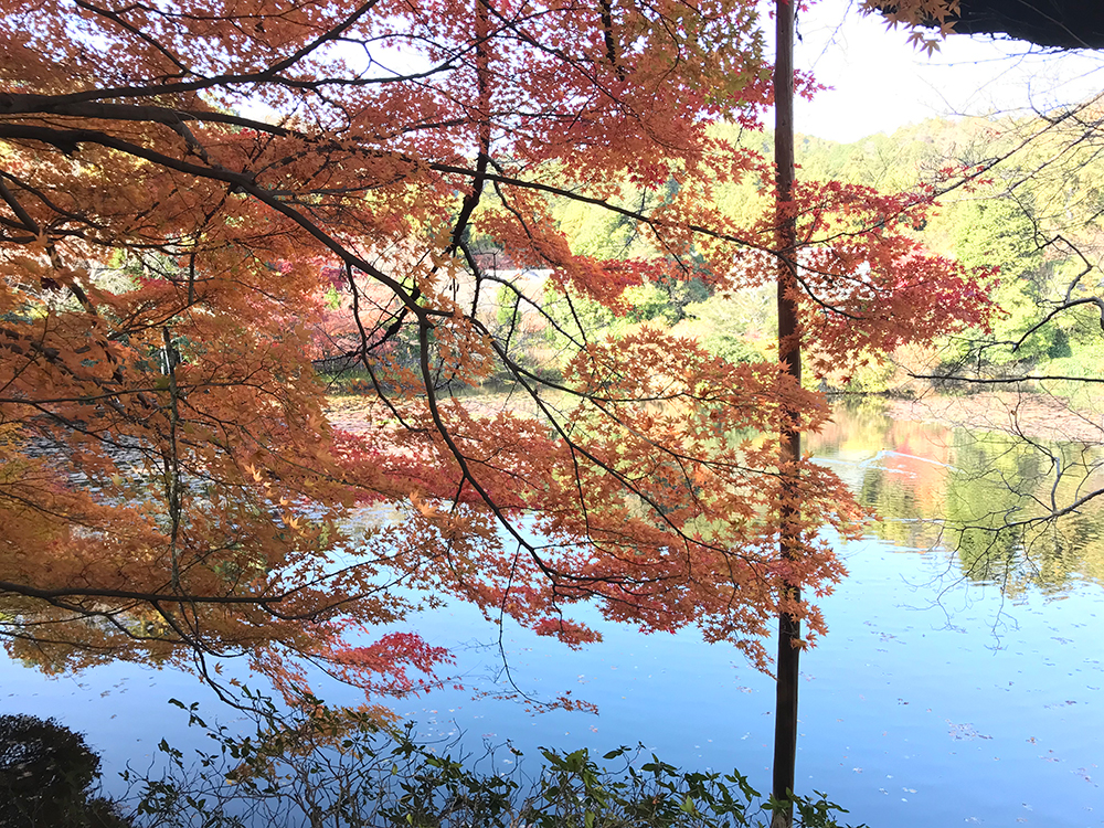 龍安寺 鏡容池と紅葉、池に映る逆さ紅葉