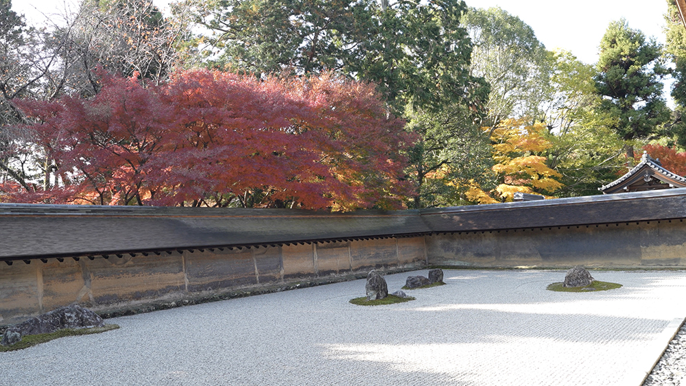 紅葉色付く龍安寺石庭